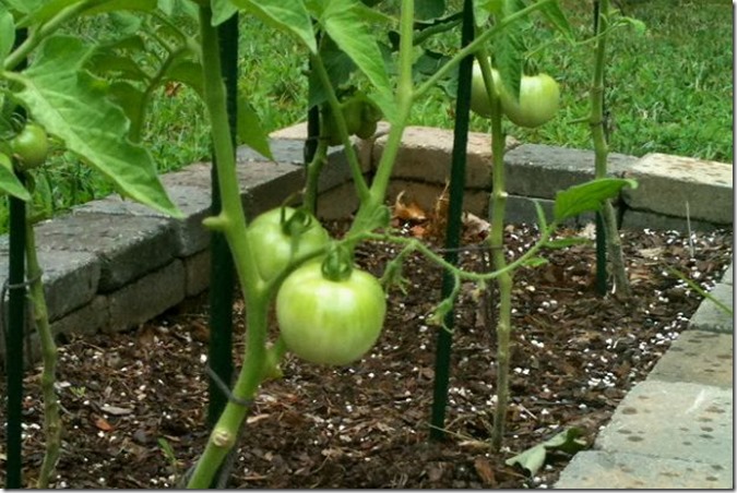 tomatoes-2