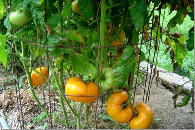 tomatoes-4