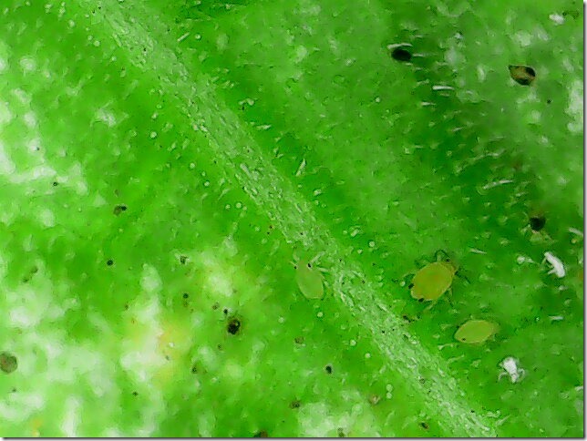 Aphids1